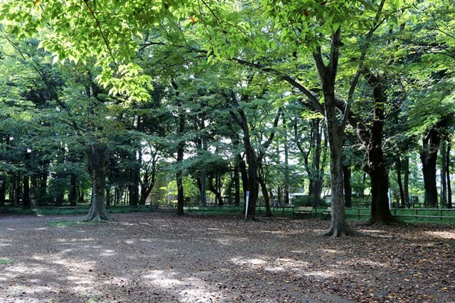 武蔵野の自然が残る石神井公園を散策！石神井池・三宝寺池の周辺見どころを紹介