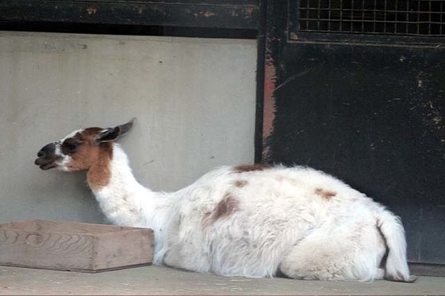 入園料無料が嬉しい！「夢見ヶ崎動物公園」の見どころやアクセス方法を徹底解説