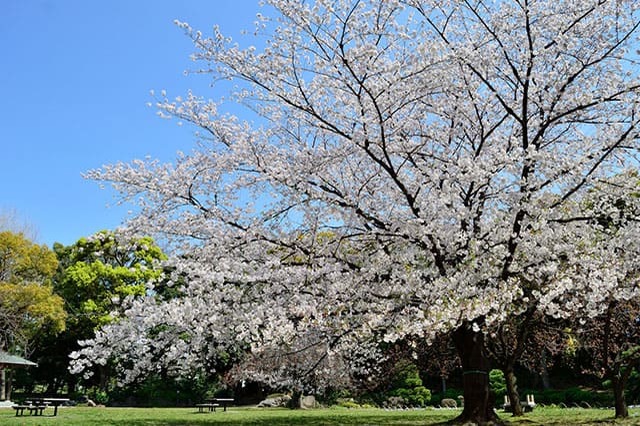 清澄庭園を楽しみ尽くす完全ガイド！美しい庭園を回りながら見どころを紹介