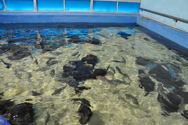 【徹底取材】竹島水族館 アクセスから周辺の観光地、ランチスポットまでご紹介