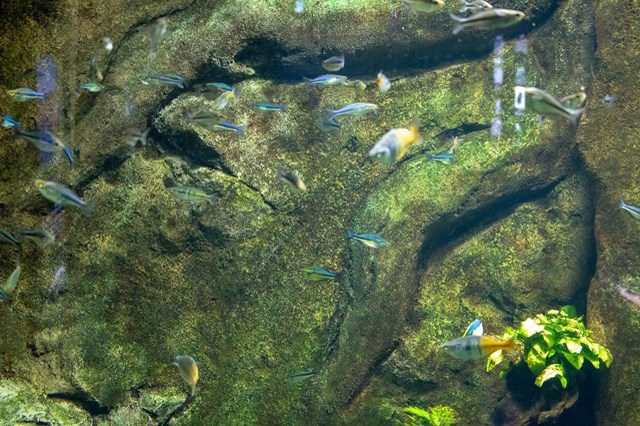 【徹底取材】さいたま水族館の魅力解説！ アクセスから周辺の観光地情報まで