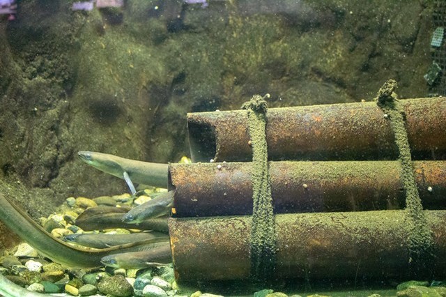 【徹底取材】さいたま水族館の魅力解説！ アクセスから周辺の観光地情報まで