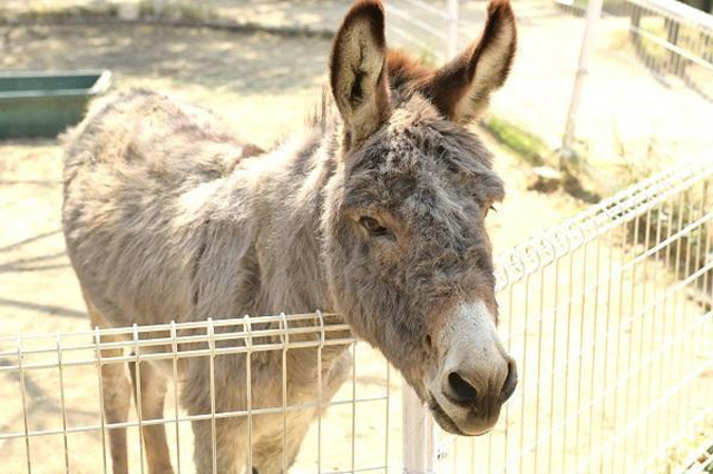 鷲羽山ハイランドはまるでブラジル！？アトラクション＆サンバを満喫！