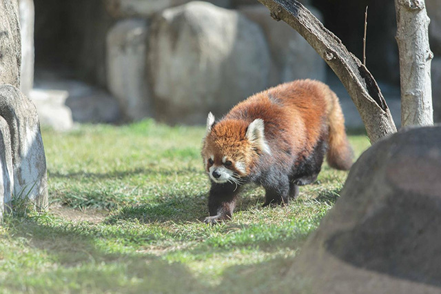 【ここでしか会えない動物たちも！】天王寺動物園でかわいい動物たちに癒される