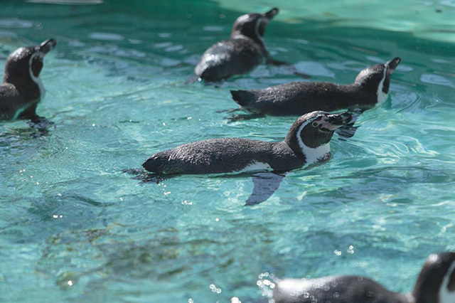 【ここでしか会えない動物たちも！】天王寺動物園でかわいい動物たちに癒される