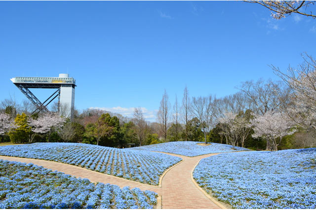 世界最大級のバラ園！花フェスタ記念公園を徹底レポート