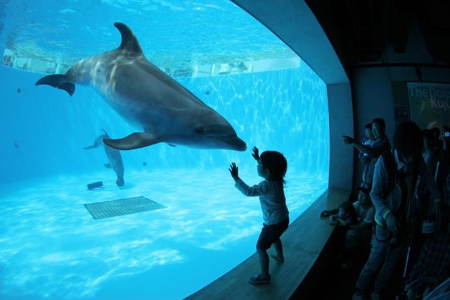 九十九島水族館海きらら地域密着型水族館を徹底紹介！