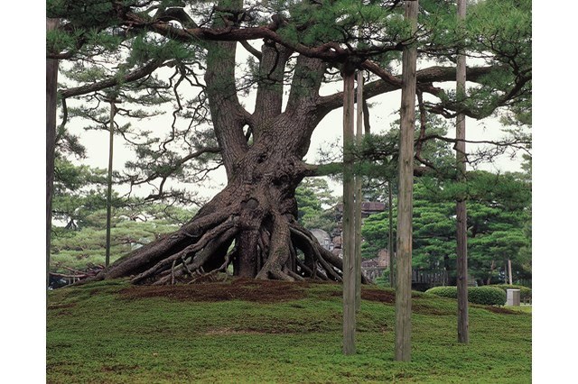 【金沢観光】兼六園の魅力 お得な割引情報から周辺のランチ情報まで