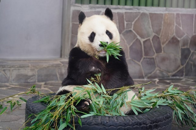 【徹底解説】神戸市立王子動物園の魅力とは！日本で唯一パンダとコアラに会える場所！