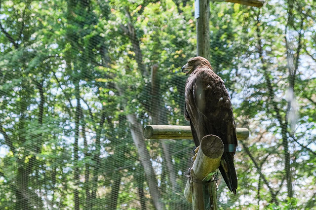 多摩動物公園で会えてよかった15種の動物たち