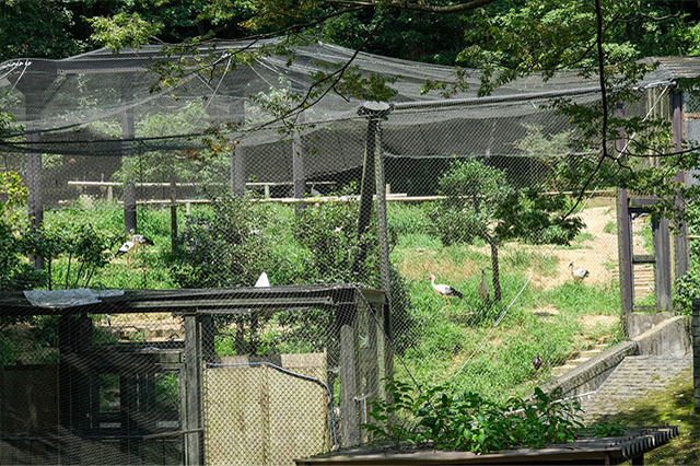 多摩動物公園で会えてよかった15種の動物たち