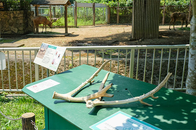 多摩動物公園で会えてよかった15種の動物たち