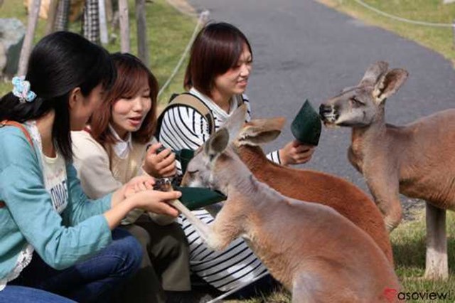 【割引あり】神戸どうぶつ王国の魅力を徹底解剖！ショーから触れ合い、花の情報など楽しむガイド