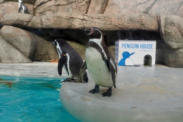 【徹底取材】日本最古の水族館、魚津水族館を100倍楽しむためのガイド！