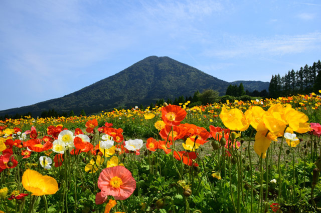 宮崎観光のおすすめスポット36選！青島やモアイなど宮崎の人気観光名所へ出かけよう