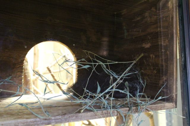 上野動物園を2時間で思いっきり満喫！時間がなくても楽しめる方法教えます