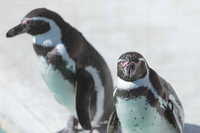 【ここでしか会えない動物たちも！】天王寺動物園でかわいい動物たちに癒される