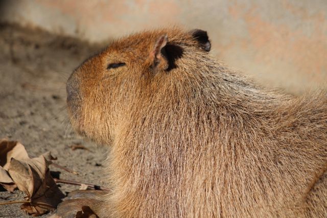 上野動物園を2時間で思いっきり満喫！時間がなくても楽しめる方法教えます