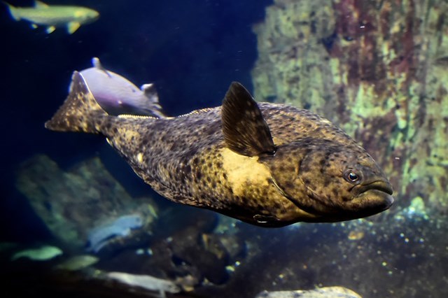 北海道 水族館 5選！観光にオススメの人気水族館