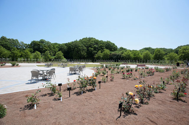 世界最大級のバラ園！花フェスタ記念公園を徹底レポート