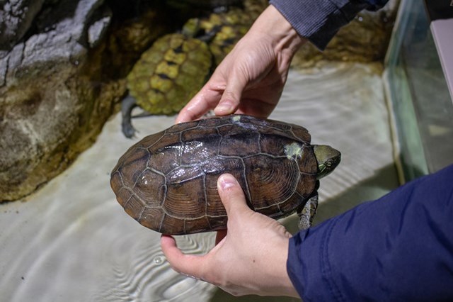 【徹底取材】さいたま水族館の魅力解説！ アクセスから周辺の観光地情報まで