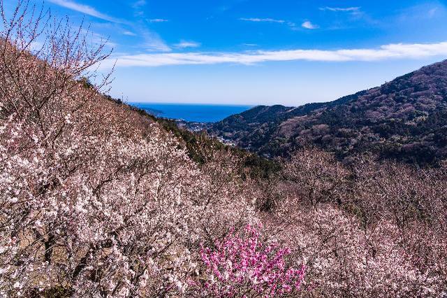 いよいよ満開！梅のお花見を満喫できる低山ハイキングスポット3選【極私的おでかけ百景 #18】
