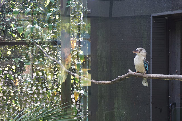 ここでしか見られない希少動物の宝庫！ 横浜「金沢動物園」を徹底解説