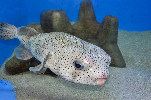 【徹底取材】竹島水族館 アクセスから周辺の観光地、ランチスポットまでご紹介