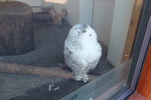 上野動物園を2時間で思いっきり満喫！時間がなくても楽しめる方法教えます