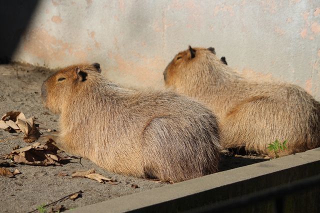 上野動物園を2時間で思いっきり満喫！時間がなくても楽しめる方法教えます