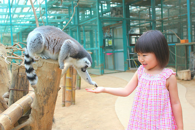 【割引あり】東北サファリパークの魅力を徹底解剖！動物たちのショーやエサやり、食事情報まで