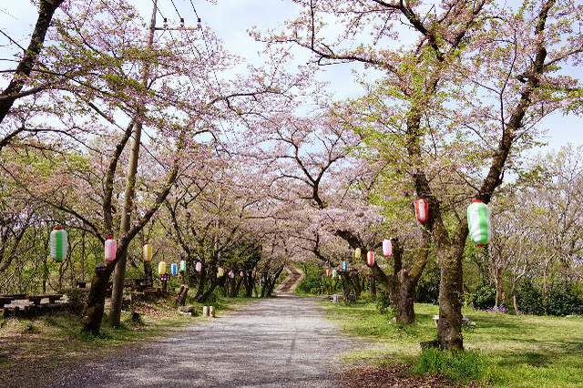 【桜の絶景ハイキング】関東近郊でお花見を楽しめる低山6選【極私的おでかけ百景 #19】