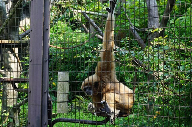 ここでしか見られない希少動物の宝庫！ 横浜「金沢動物園」を徹底解説