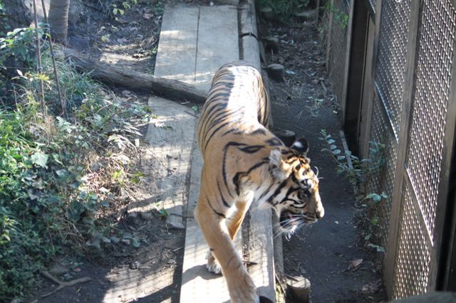 上野動物園を2時間で思いっきり満喫！時間がなくても楽しめる方法教えます