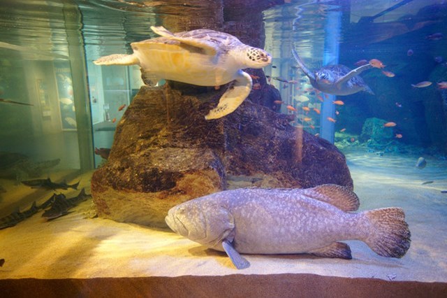 九十九島水族館海きらら地域密着型水族館を徹底紹介！