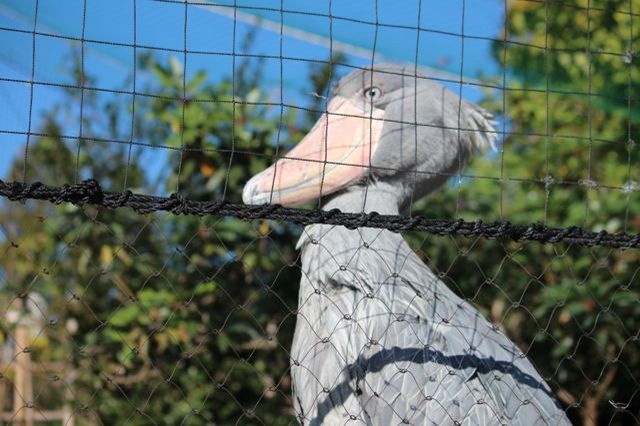 上野動物園を2時間で思いっきり満喫！時間がなくても楽しめる方法教えます