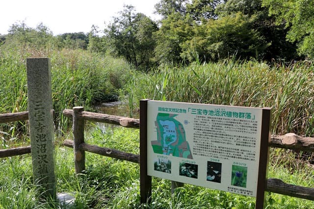 武蔵野の自然が残る石神井公園を散策！石神井池・三宝寺池の周辺見どころを紹介