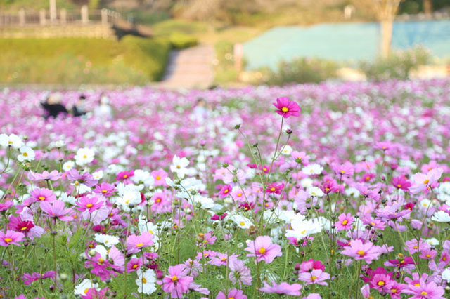 世界最大級のバラ園！花フェスタ記念公園を徹底レポート