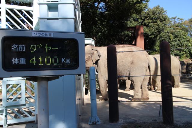 上野動物園を2時間で思いっきり満喫！時間がなくても楽しめる方法教えます