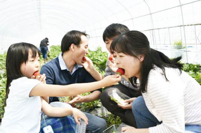 【あそびのまとめ】イチゴの季節がやってきた！食べ放題❤な関東のいちご狩りプラン4選