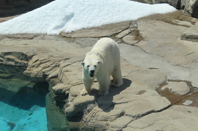 【徹底解説】神戸市立王子動物園の魅力とは！日本で唯一パンダとコアラに会える場所！