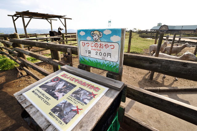 かわいい動物たちとのふれあいがいっぱい！ 一日中思いっきり遊べる「マザー牧場」に行こう