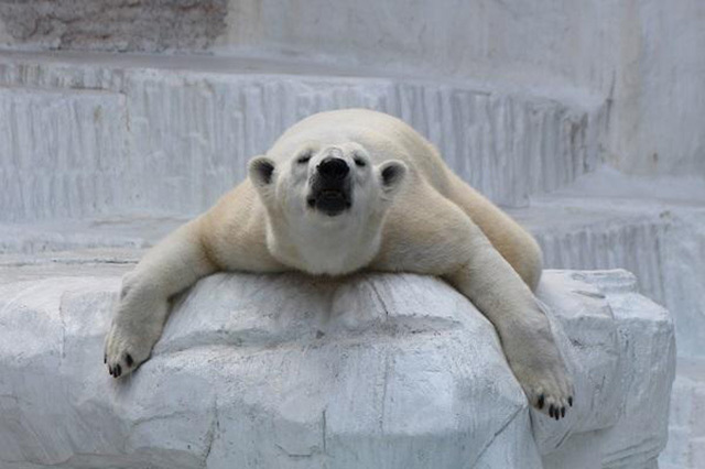 【ここでしか会えない動物たちも！】天王寺動物園でかわいい動物たちに癒される