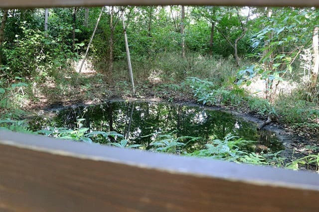 武蔵野の自然が残る石神井公園を散策！石神井池・三宝寺池の周辺見どころを紹介