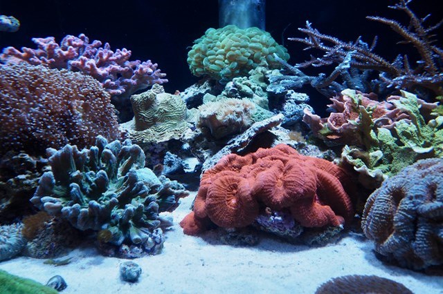 【徹底取材】日本最古の水族館、魚津水族館を100倍楽しむためのガイド！