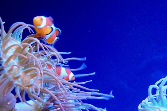 【徹底取材】日本最古の水族館、魚津水族館を100倍楽しむためのガイド！