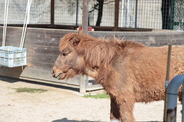 【ここでしか会えない動物たちも！】天王寺動物園でかわいい動物たちに癒される