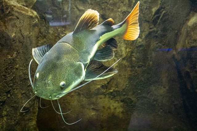 【徹底取材】さいたま水族館の魅力解説！ アクセスから周辺の観光地情報まで