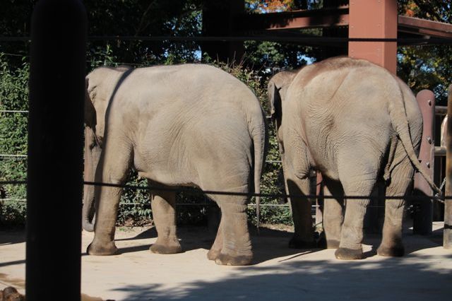 上野動物園を2時間で思いっきり満喫！時間がなくても楽しめる方法教えます