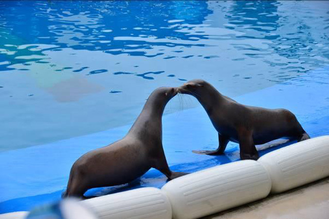 目の前に広がる海の世界は驚きと感動の連続！仙台うみの杜水族館の魅力を徹底レポ